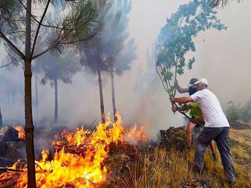 Reporta Conafor Los Primeros Incendios Forestales De Este