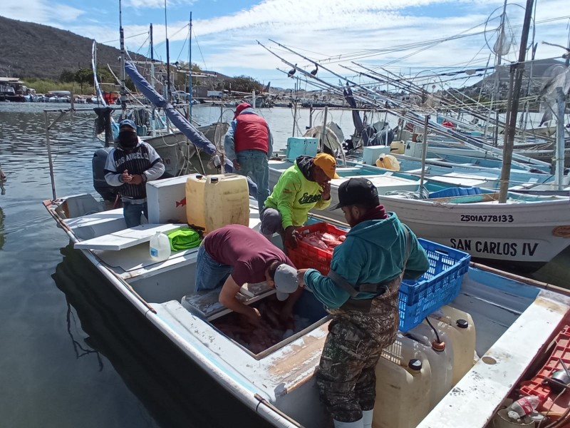 Actividad pesquera detenida en un 95% por bajas temperaturas