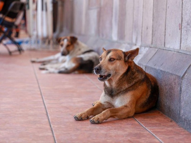 Activistas buscan que comisión de protección animal sea permanente