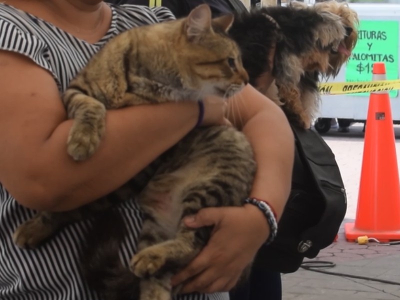 Piden rescatistas tuxpeñas no obsequiar mascotas