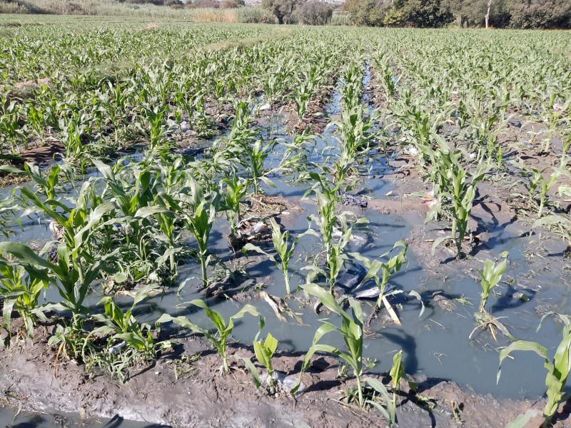 Sewage reaches San Diego farmland