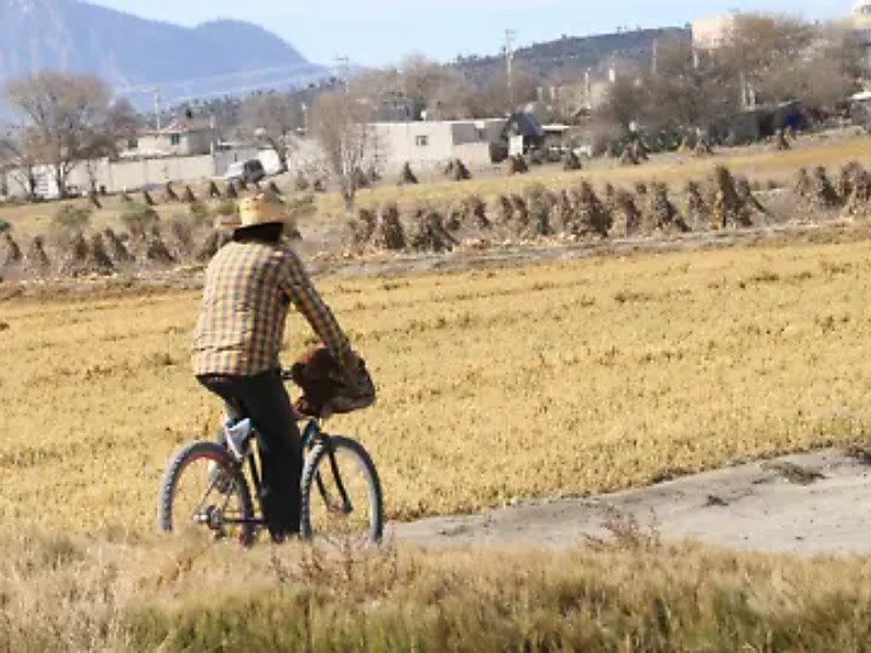 Al menos 50% del campo enfrenta un problema urgente