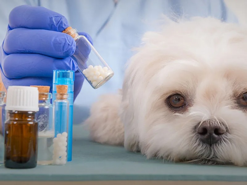 Al menos tres medicamentos veterinarios falsos circulan en México