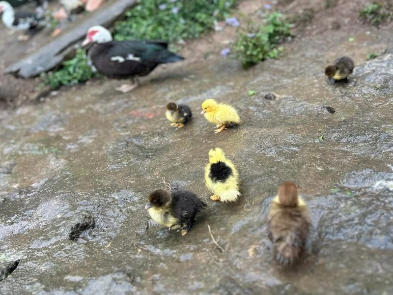 Alegría en redes: nacen patitos en lago de Las Ánimas