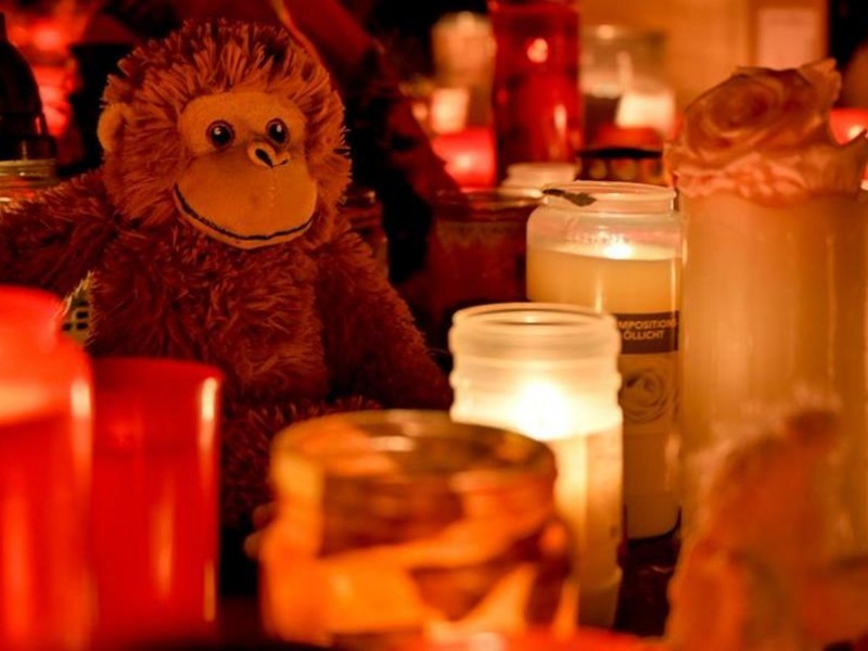 Alemania: Mueren 30 simios por incendio en zoológico