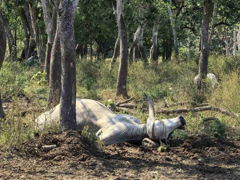 Alerta por muerte masiva de ganado en Tabasco