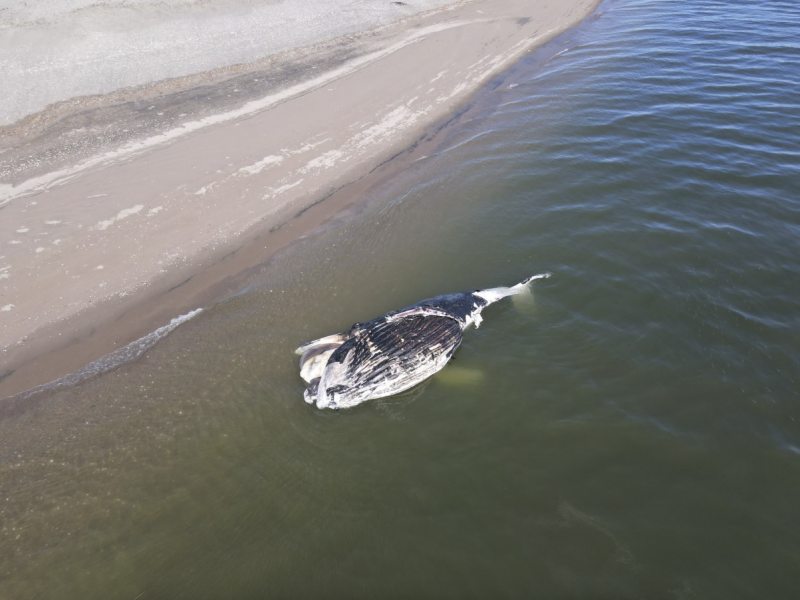 Analizan acciones para retirar ballena varada en Sinaloa