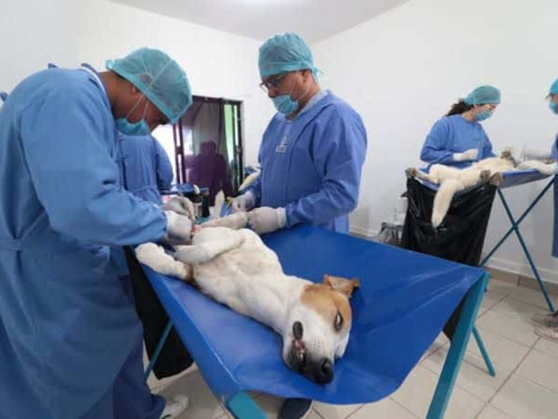 Anuncian campaña de esterilización en tres comunidades