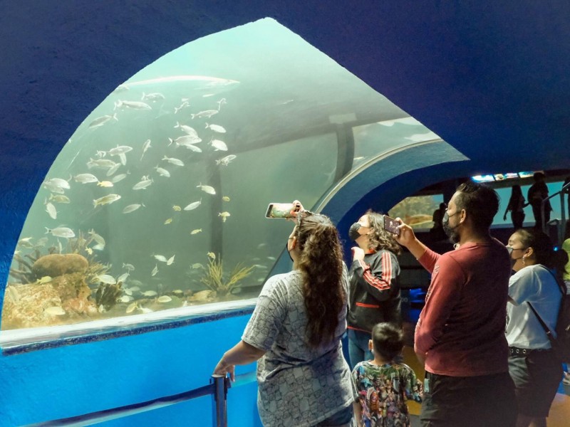 Aquarium de Veracruz registra más egresos que ingresos