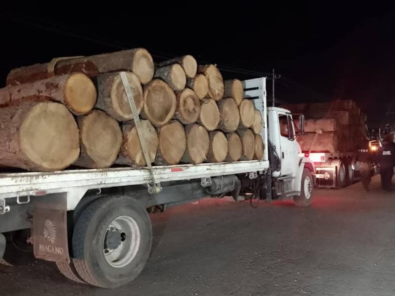 Aseguraron 300 rollos de madera talados de manera clandestina