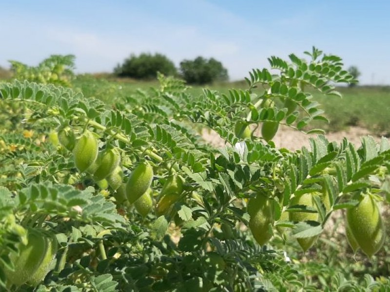 Avanza un 30% la cosecha de garbanzo en Sinaloa