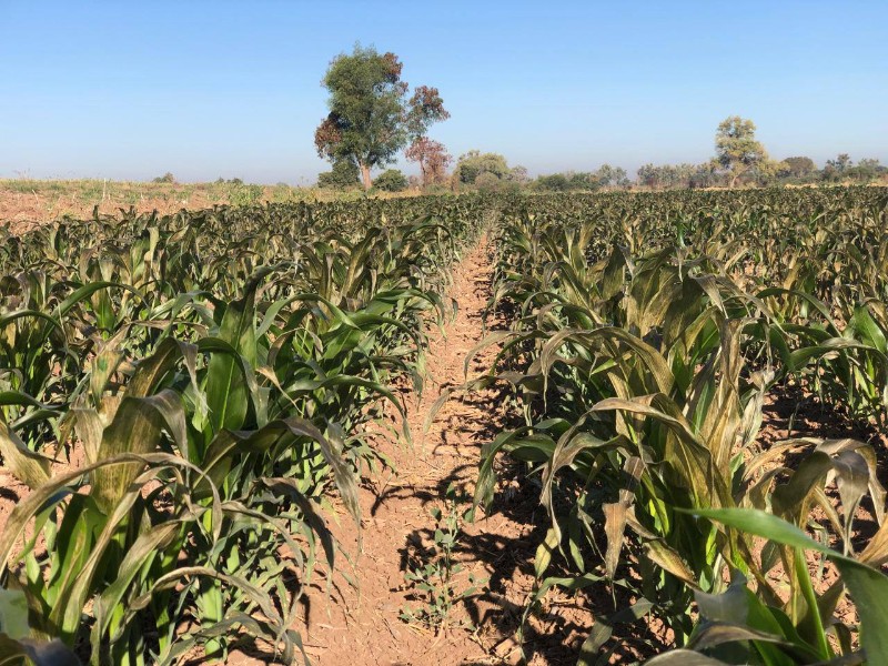 Guasave: Por segundo día consecutivo el frío afecta al campo