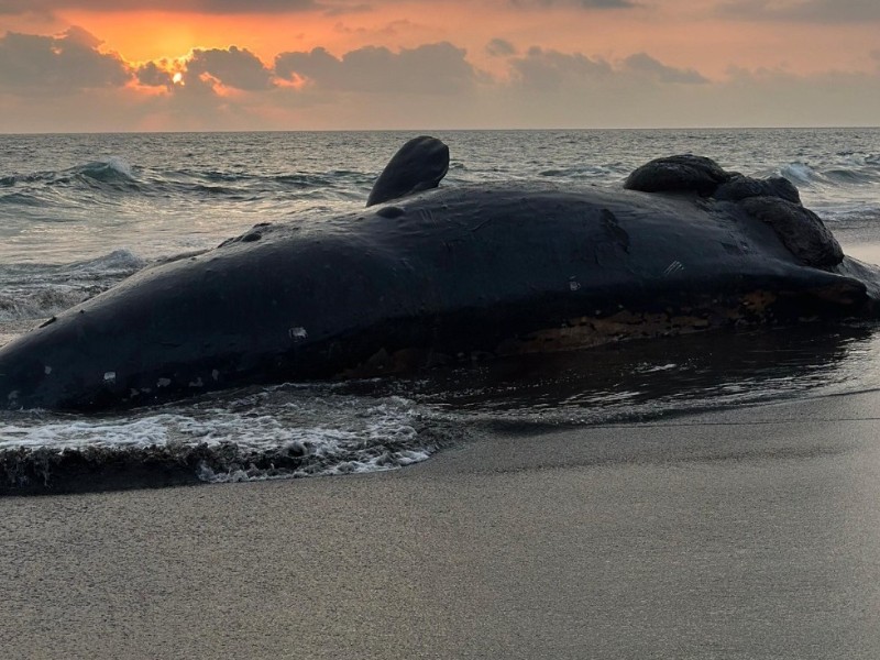 Ballena embarazada muere en costas de Colima