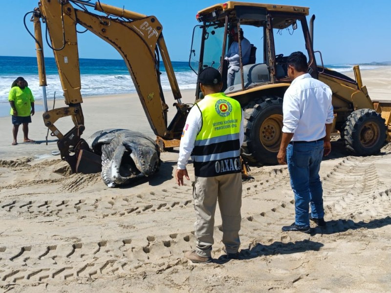 Ballena sin vida es encontrada en playa de Puerto Escondido