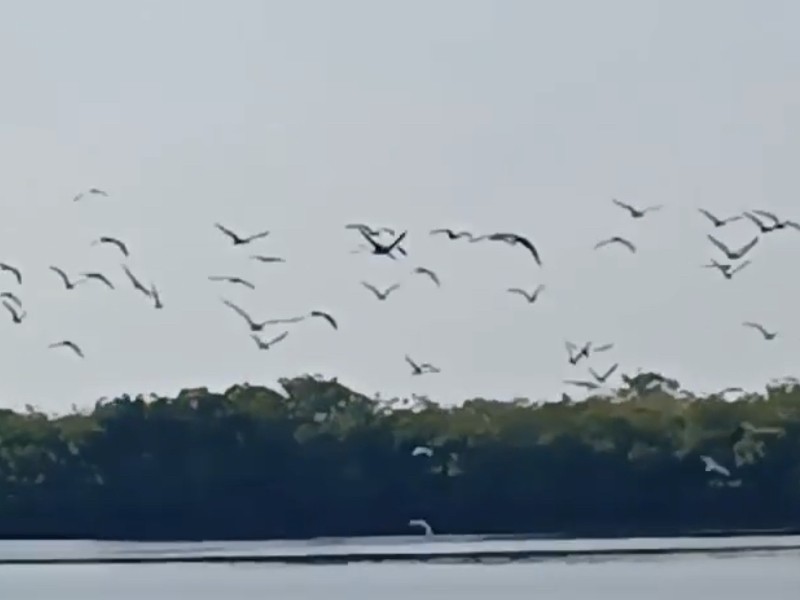 Barra de Potosi espera alta temporada de avistamiento de aves