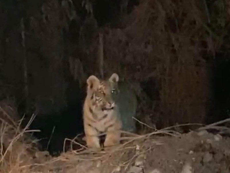 Buscan a tigre en Escobedo, Nuevo León