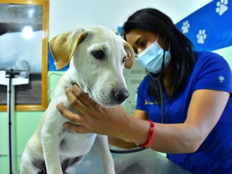 Buscan darle vida a nueva Ley de Protección Animal