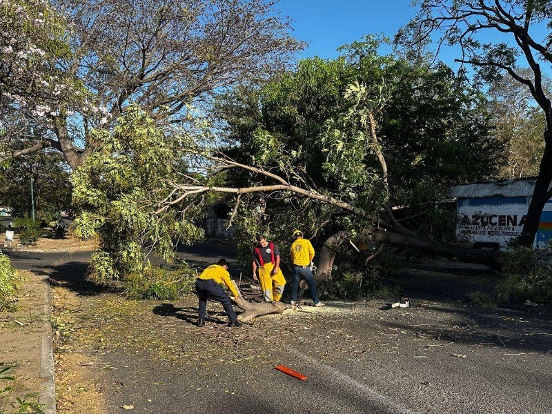 Cae árbol sobre avenida 20 de Noviembre; no hay lesionados