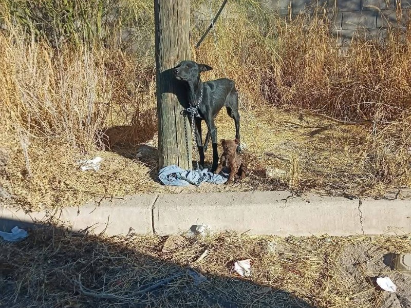 Cajeme: Rescatan perritos abandonados que fueron encadenados a un poste