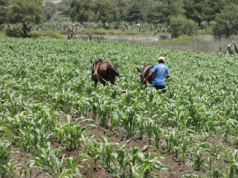 Campo Queretano sin recursos tampoco para 2025