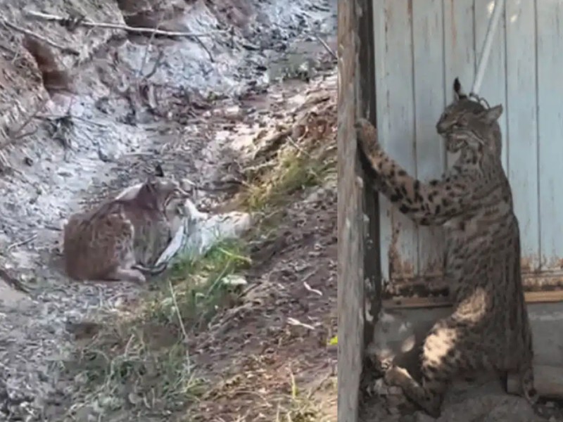 Captura PC un gato montés en la sindicatura de Tamazula