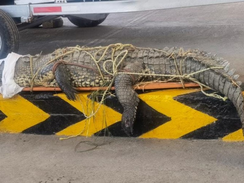 Capturan cocodrilo de dos metros en el Coacoyul