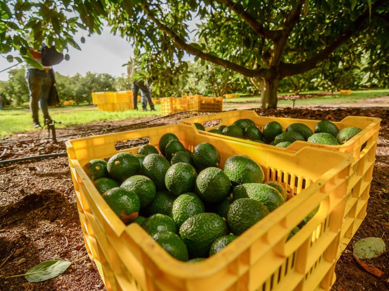 Certifican al municipio de Mixtlán libre de plagas de aguacate