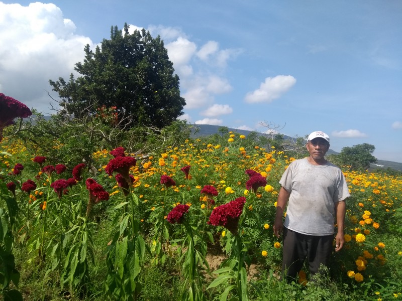 Chiapa de Corzo productor de flor de Cempasúchil