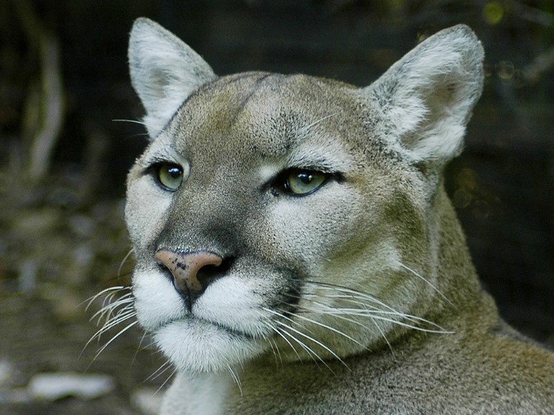 Cofom detectó la presencia de fauna y trabaja en protección