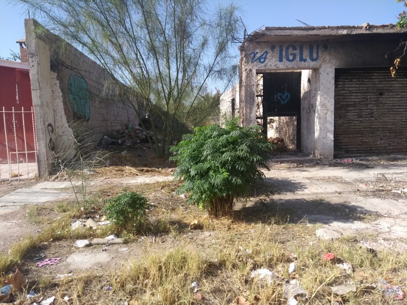 Colonos demandan limpieza en Terrenos baldíos de Torreón