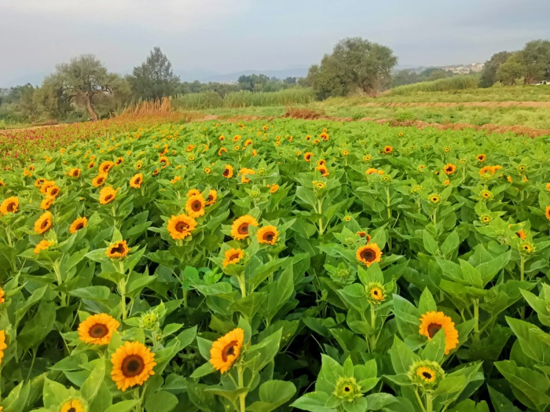 Con girasol Chalma incursiona durante 