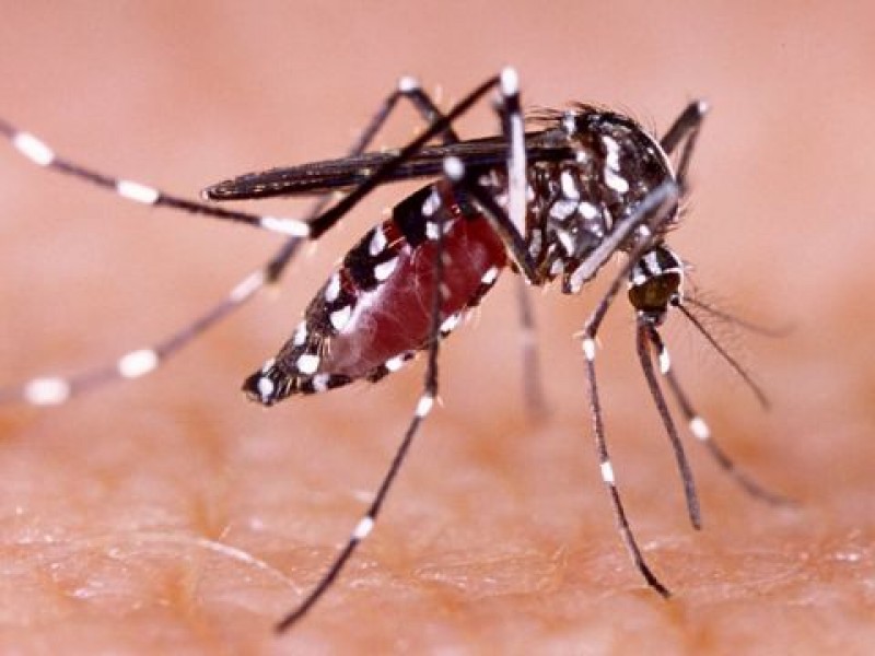 Confirman nueve casos de dengue en Sonora en 2023