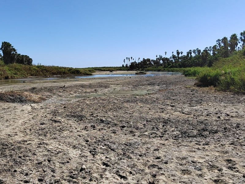 Conservación del Estero de SJC, vital para mascarita peninsular