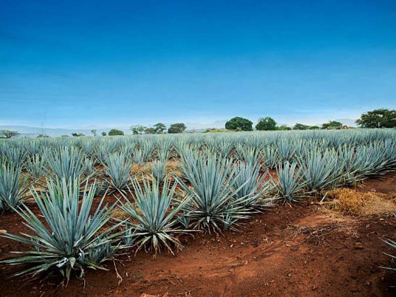 Corredor agavero Durango-Sinaloa: una oportunidad para el mezcal