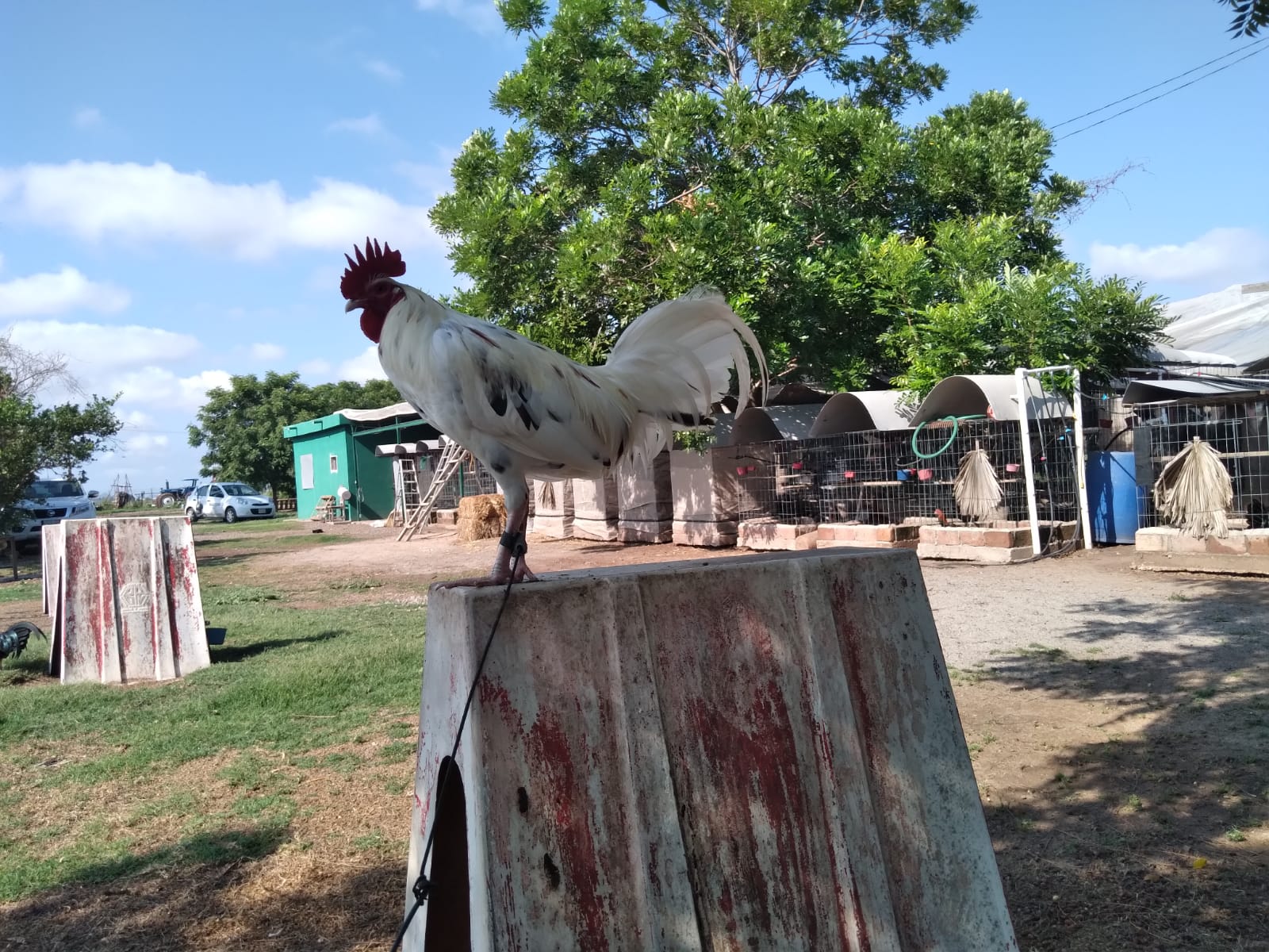 Crianza de aves de combate,legado que preserva don Francisco | MEGANOTICIAS