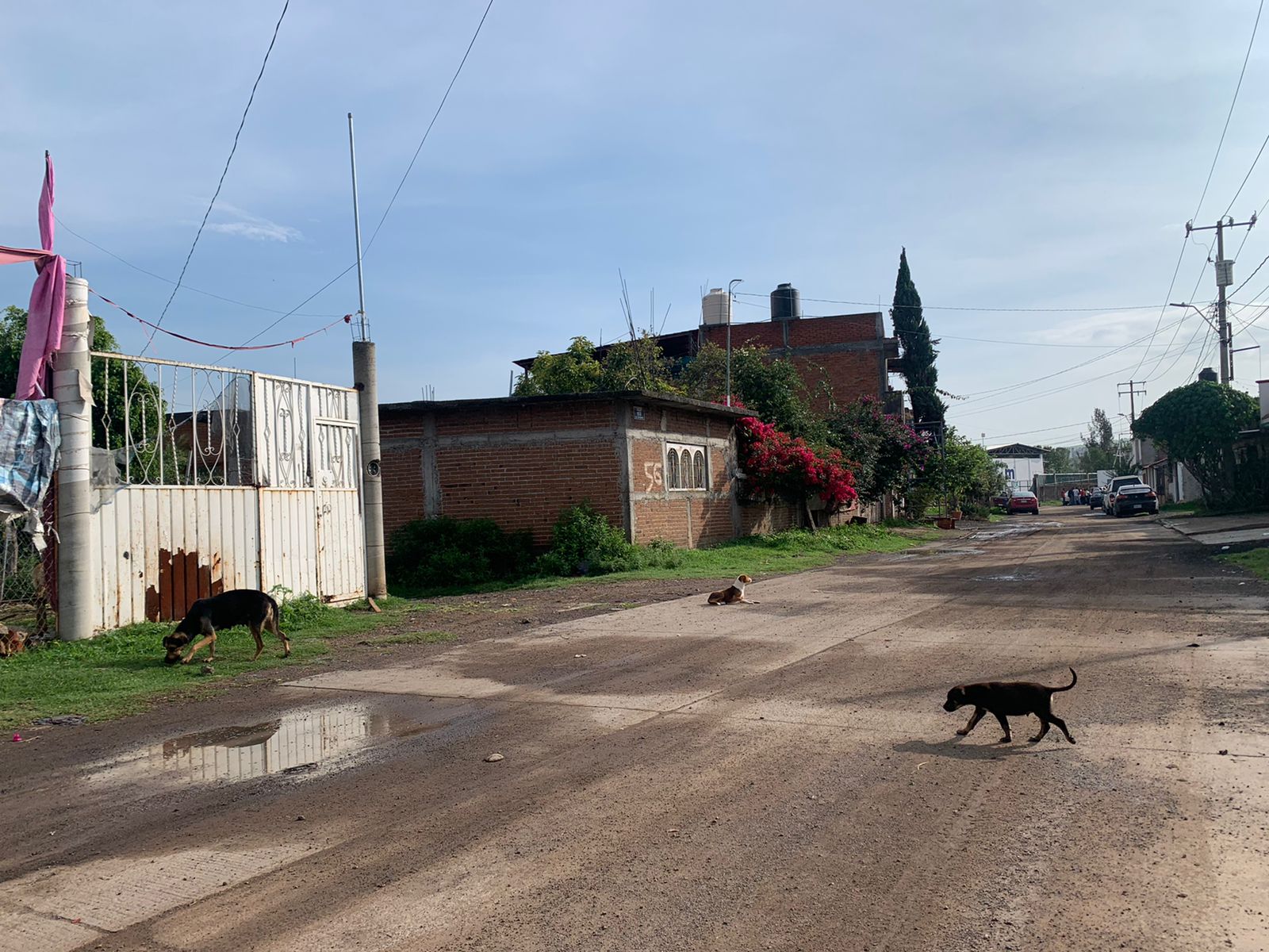 Denuncian muerte de perros tras campaña de esterilización en Morelia |  MEGANOTICIAS