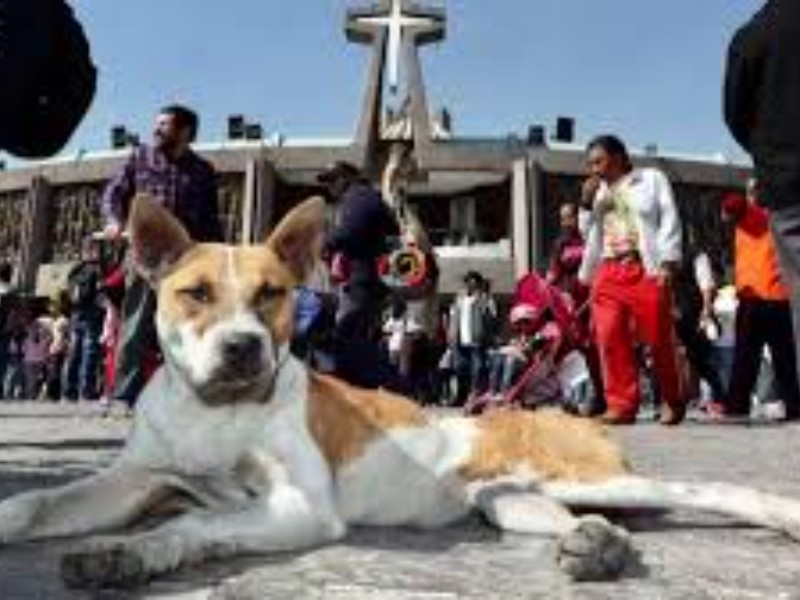 Decenas de perros abandonados en la Basílica de Guadalupe