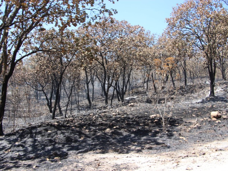 Declaran liquidación de incendio cerca de Bosques de Santa Anita