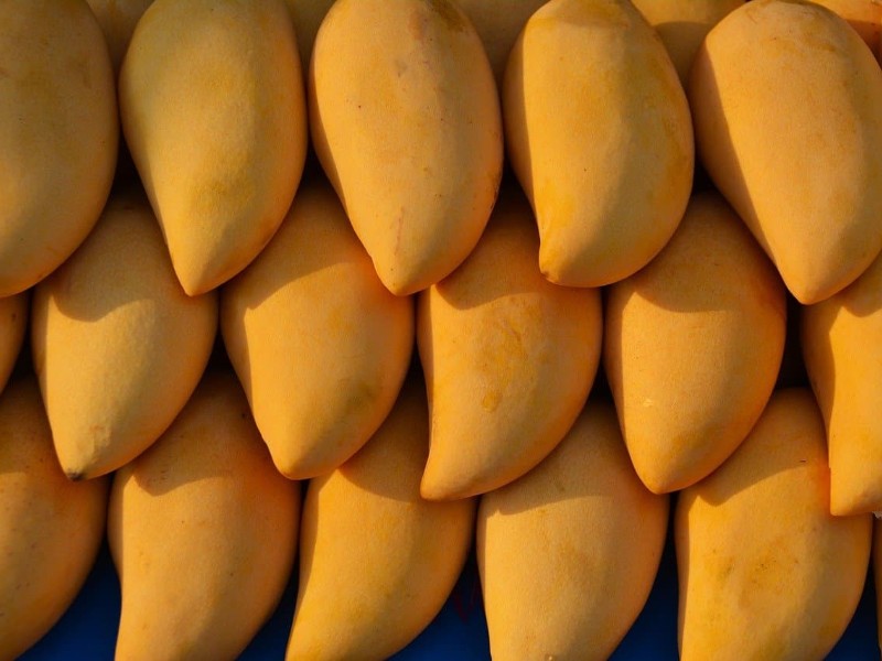 Déficit de producción del mango ataulfo en Chiapas