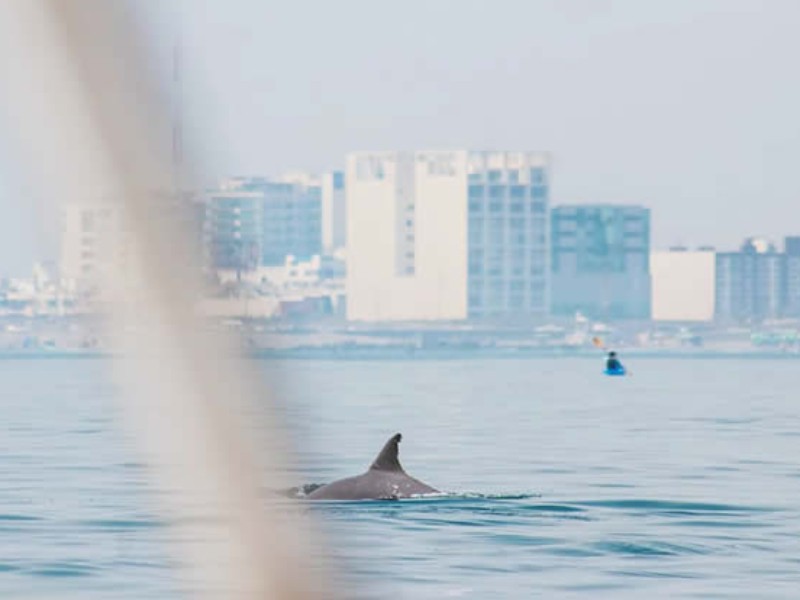 Delfines sorprenden en playas veracruzanas