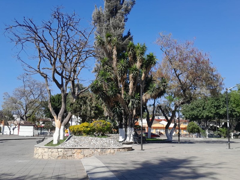 Derribaran arboles contagiados con hongo negro en Jardín Guadalupe