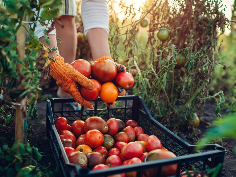 Desarrollo de la agricultura en México