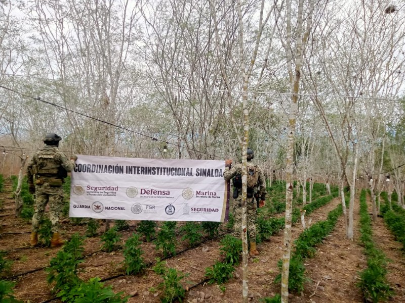 Destruyen más de 3.6 toneladas de marihuana en Elota