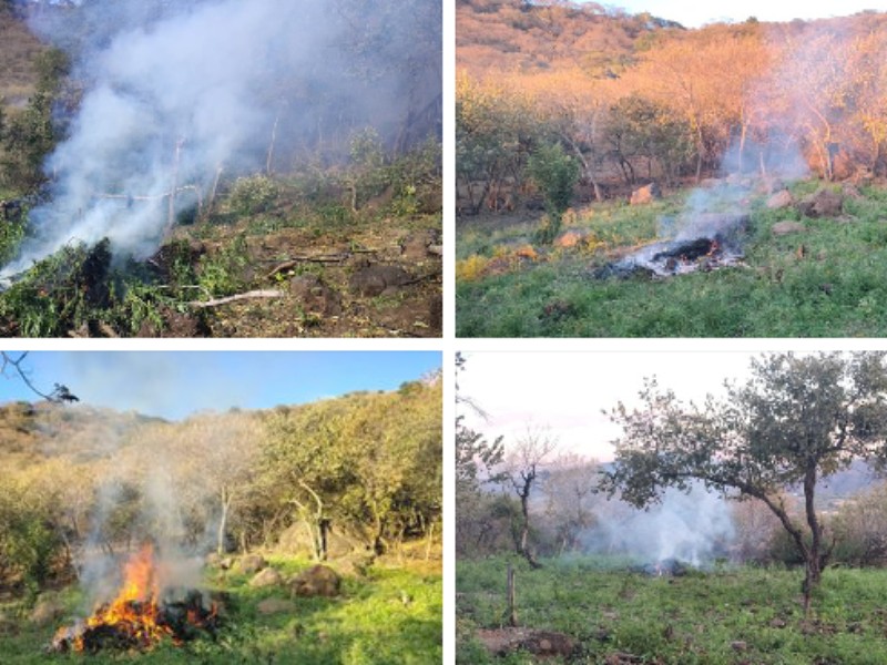 Destruyen plantíos de marihuana en Ixtlahuacán del Río