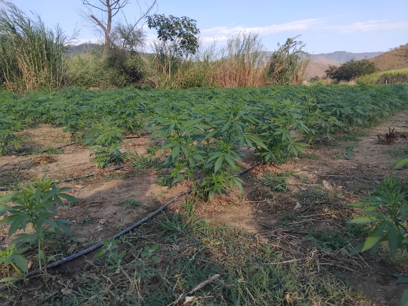 Destruyen plantíos de marihuana y decomisan armas y drogas