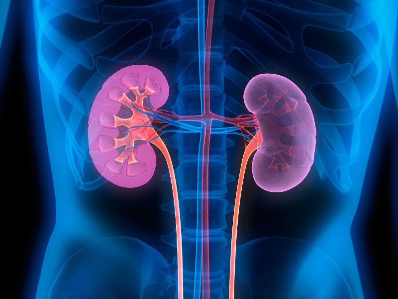 Día Mundial del Riñón: Claves para una salud renal óptima