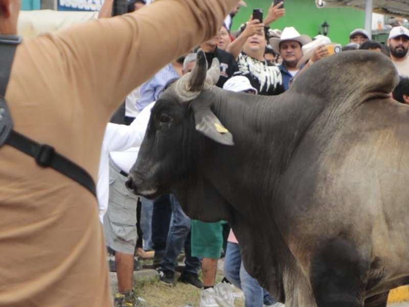 Dos personas lesionadas tras suelta de toros en Tlacotalpan