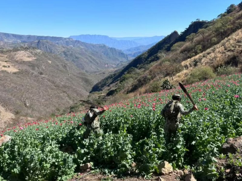 Duro golpe al narcotráfico en el Nayar