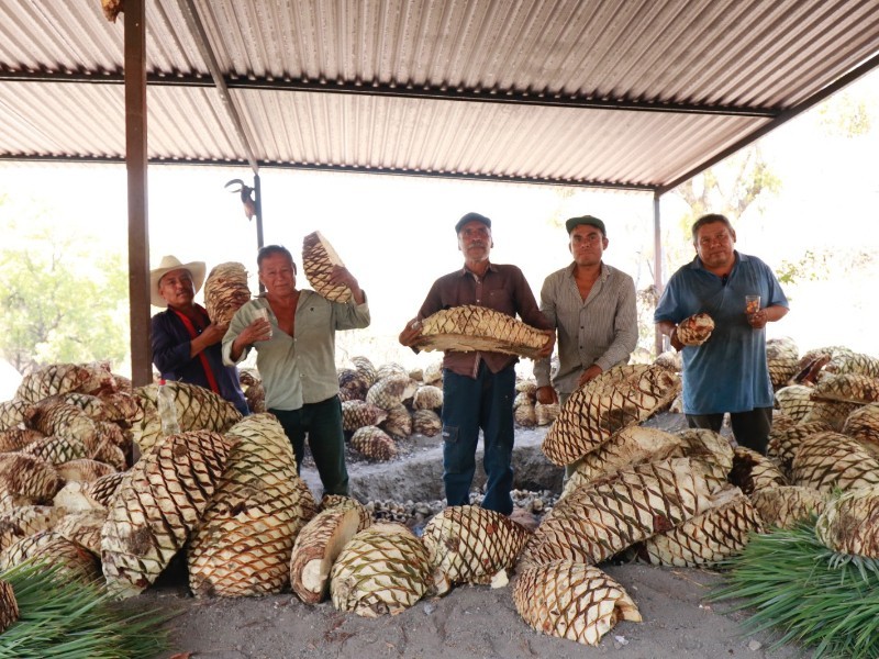 Edomex cuenta con 7 municipios productores de Mezcal