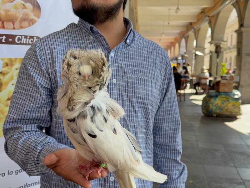 Emiten recomendaciones por golpe de calor en aves